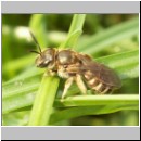 Halictus cf confusus - Furchenbiene w04 7mm.jpg